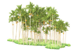 Tropical forest isolated on transparent background. 3d rendering - illustration png