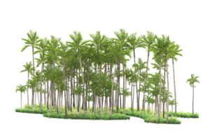 Tropical forest isolated on transparent background. 3d rendering - illustration png