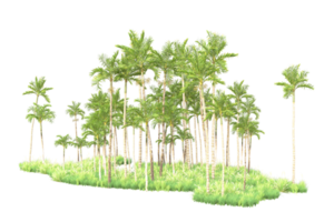 Tropical forest isolated on transparent background. 3d rendering - illustration png