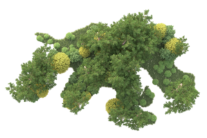 Tropical forest isolated on transparent background. 3d rendering - illustration png