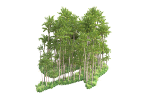 tropical forêt isolé sur transparent Contexte. 3d le rendu - illustration png