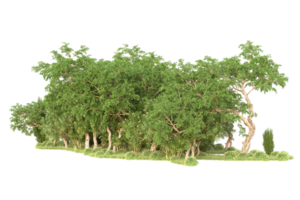 Tropical forest isolated on transparent background. 3d rendering - illustration png
