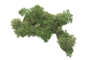 tropical forêt isolé sur transparent Contexte. 3d le rendu - illustration png