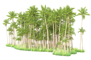 tropisch Wald isoliert auf transparent Hintergrund. 3d Rendern - - Illustration png