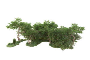 Tropical forest isolated on transparent background. 3d rendering - illustration png