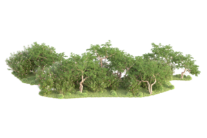 tropical forêt isolé sur transparent Contexte. 3d le rendu - illustration png