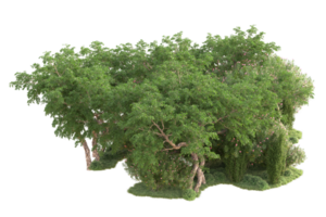 Tropical forest isolated on transparent background. 3d rendering - illustration png