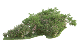 Tropical forest isolated on transparent background. 3d rendering - illustration png