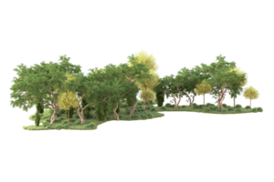 Tropical forest isolated on transparent background. 3d rendering - illustration png