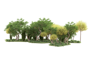 Tropical forest isolated on transparent background. 3d rendering - illustration png