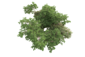 tropisch Wald isoliert auf transparent Hintergrund. 3d Rendern - - Illustration png