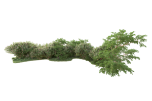 tropisk skog isolerat på transparent bakgrund. 3d tolkning - illustration png