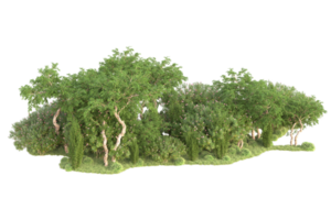 Tropical forest isolated on transparent background. 3d rendering - illustration png