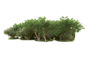 tropical forêt isolé sur transparent Contexte. 3d le rendu - illustration png