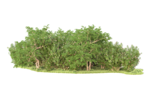 Tropical forest isolated on transparent background. 3d rendering - illustration png