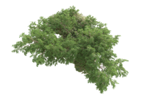 tropical forêt isolé sur transparent Contexte. 3d le rendu - illustration png