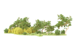 Tropical forest isolated on transparent background. 3d rendering - illustration png