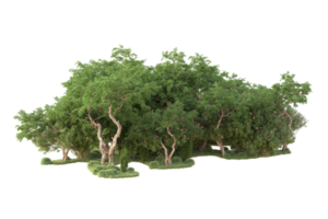 Tropical forest isolated on transparent background. 3d rendering - illustration png