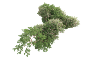 Tropical forest isolated on transparent background. 3d rendering - illustration png