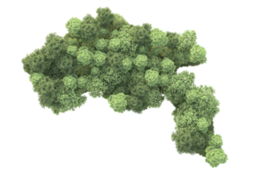 tropisk skog isolerat på transparent bakgrund. 3d tolkning - illustration png