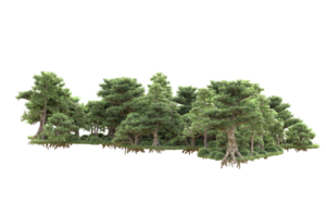 tropical forêt isolé sur transparent Contexte. 3d le rendu - illustration png