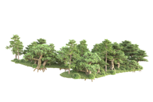 Tropical forest isolated on transparent background. 3d rendering - illustration png