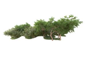 Tropical forest isolated on transparent background. 3d rendering - illustration png