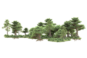 Tropical forest isolated on transparent background. 3d rendering - illustration png