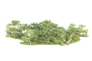 Tropical forest isolated on transparent background. 3d rendering - illustration png