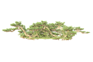 tropisch Wald isoliert auf transparent Hintergrund. 3d Rendern - - Illustration png