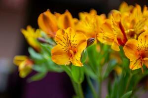 Lily of the Incas photo