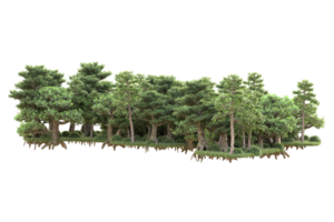 tropisch Wald isoliert auf transparent Hintergrund. 3d Rendern - - Illustration png