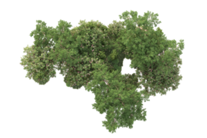 tropisch Wald isoliert auf transparent Hintergrund. 3d Rendern - - Illustration png