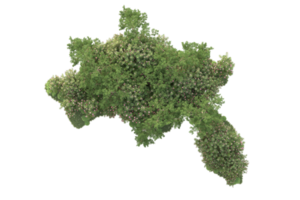 tropical forêt isolé sur transparent Contexte. 3d le rendu - illustration png