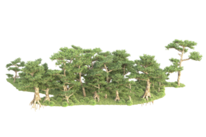 tropical forêt isolé sur transparent Contexte. 3d le rendu - illustration png