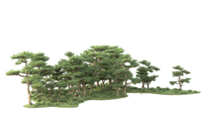 tropical forêt isolé sur transparent Contexte. 3d le rendu - illustration png