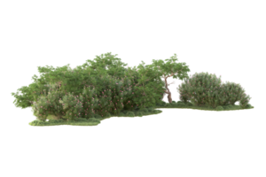 tropisk skog isolerat på transparent bakgrund. 3d tolkning - illustration png