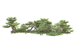 tropisk skog isolerat på transparent bakgrund. 3d tolkning - illustration png