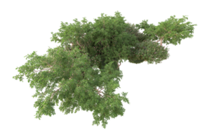 tropical forêt isolé sur transparent Contexte. 3d le rendu - illustration png