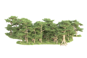 tropisch Wald isoliert auf transparent Hintergrund. 3d Rendern - - Illustration png