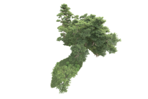 tropical forêt isolé sur transparent Contexte. 3d le rendu - illustration png