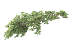 tropical forêt isolé sur transparent Contexte. 3d le rendu - illustration png