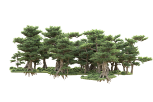 tropical forêt isolé sur transparent Contexte. 3d le rendu - illustration png