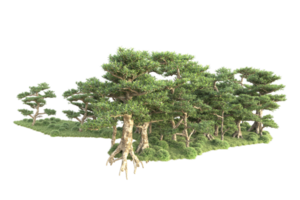 tropical forêt isolé sur transparent Contexte. 3d le rendu - illustration png