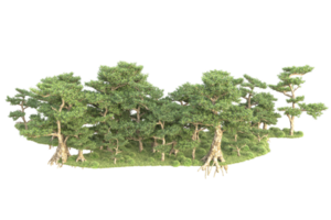 Tropical forest isolated on transparent background. 3d rendering - illustration png