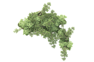 tropical forêt isolé sur transparent Contexte. 3d le rendu - illustration png