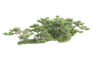 Tropical forest isolated on transparent background. 3d rendering - illustration png