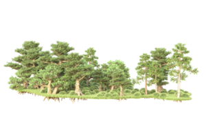 tropisk skog isolerat på transparent bakgrund. 3d tolkning - illustration png