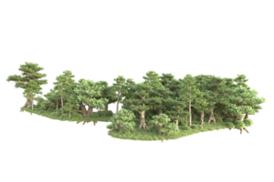 Tropical forest isolated on transparent background. 3d rendering - illustration png