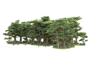 tropical forêt isolé sur transparent Contexte. 3d le rendu - illustration png